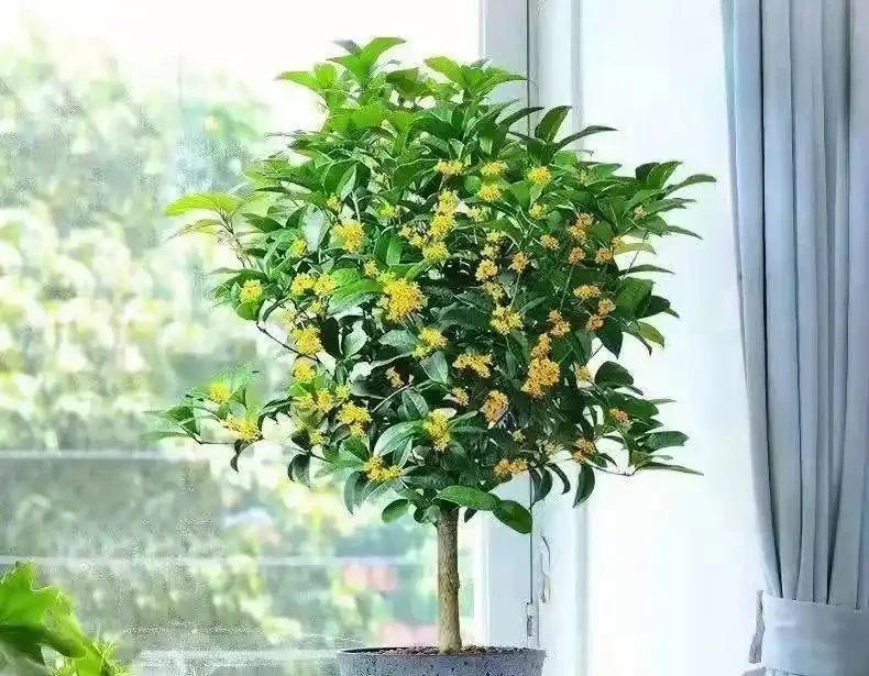 4種「招財花」養人還旺家,最高能活上百年,堪稱「鎮宅之寶」