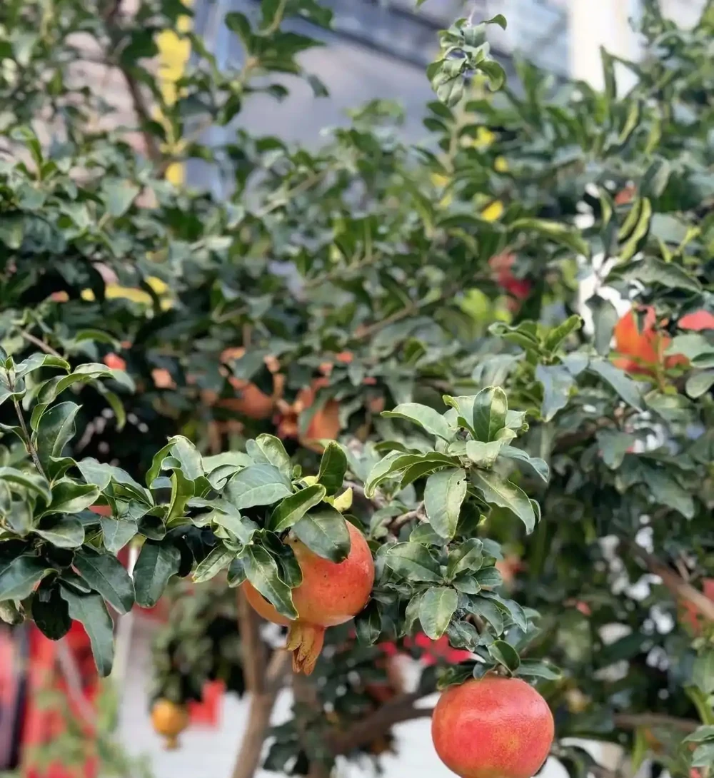 4種「招財花」養人還旺家,最高能活上百年,堪稱「鎮宅之寶」