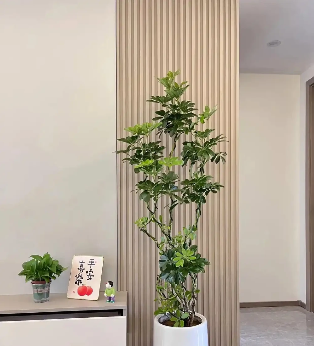 4種「招財花」養人還旺家,最高能活上百年,堪稱「鎮宅之寶」