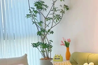 4種「招財花」養人還旺家，最高能活上百年，堪稱「鎮宅之寶」