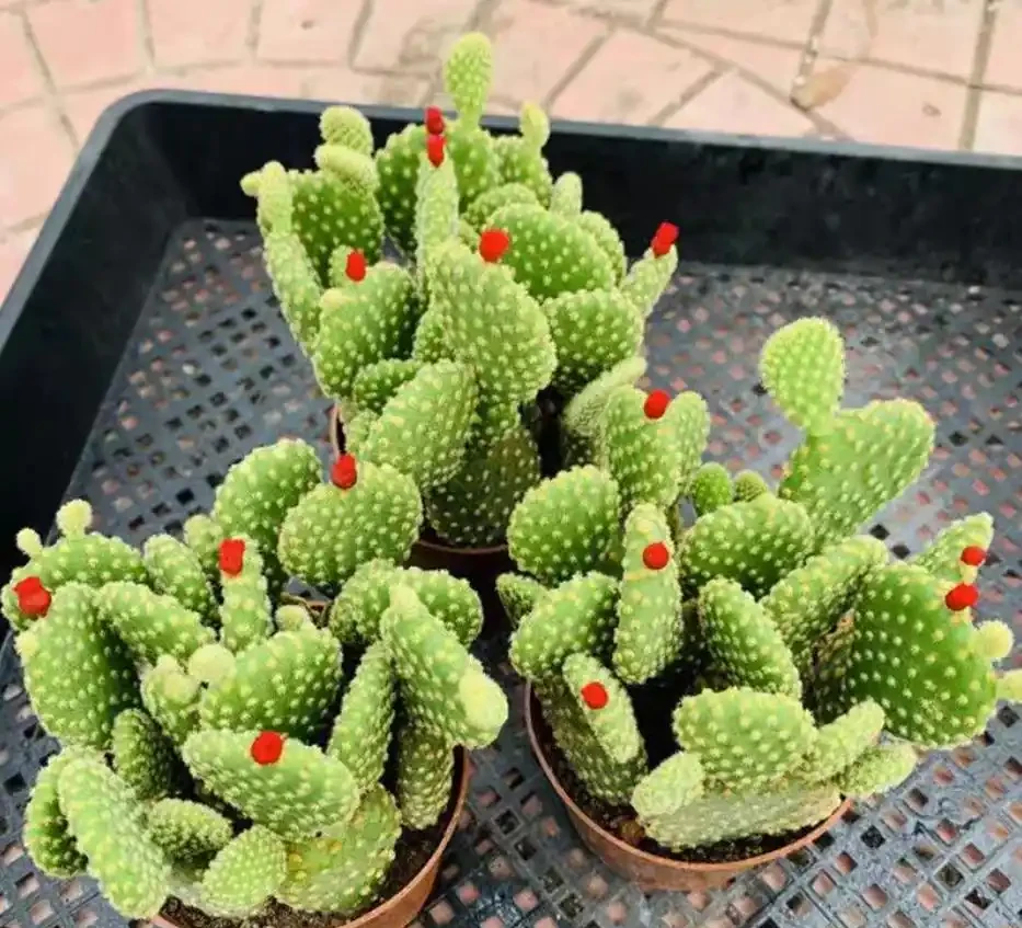 新手必養盆栽仙人掌十大避坑指南,養花朋友必看!
