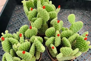 新手必養盆栽仙人掌十大避坑指南，養花朋友必看！