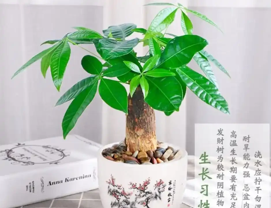 發財樹葉子發黃乾枯？溫度、溼度、病蟲害等8大原因及解決辦法！
