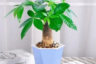 發財樹葉子發黃乾枯？溫度、溼度、病蟲害等8大原因及解決辦法！