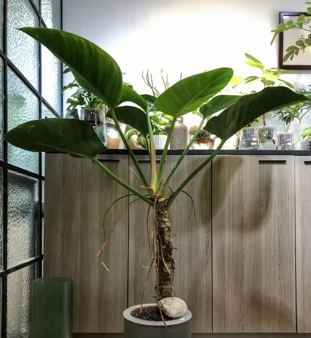 養20盆鴨腳木，不如一盆它，真正的「吸毒王」，好養健康家運旺