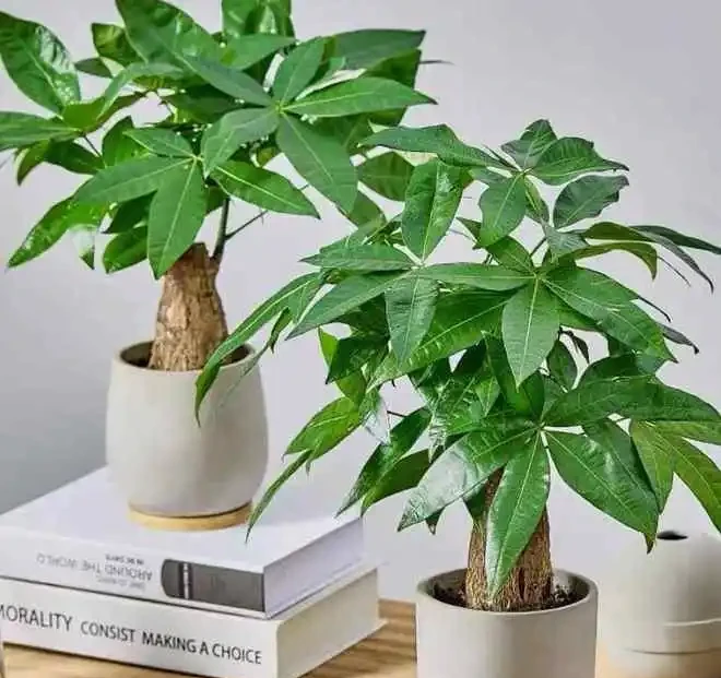 發財樹養幾棵有講究嗎?辦公室應放幾顆?擺放位置有啥講究和注意