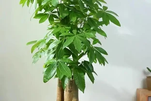 發財樹養幾棵有講究嗎？辦公室應放幾顆？擺放位置有啥講究和注意