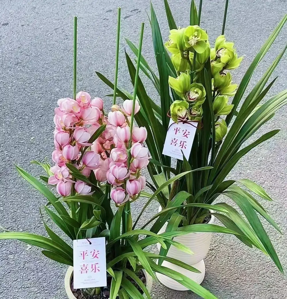 公認「最適合」客廳擺放的花,開花不俗,格調高雅