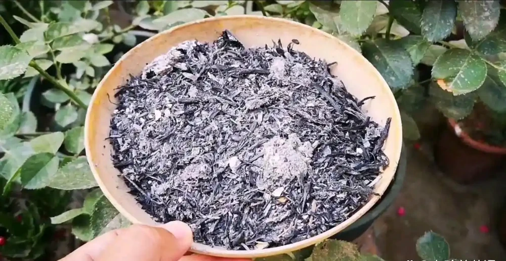 盆栽仙人掌球,培養土摻點「它」,長得又圓又胖,開花又多
