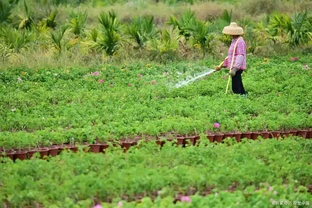 複合肥料澆菜稀釋倍數及澆菜方法