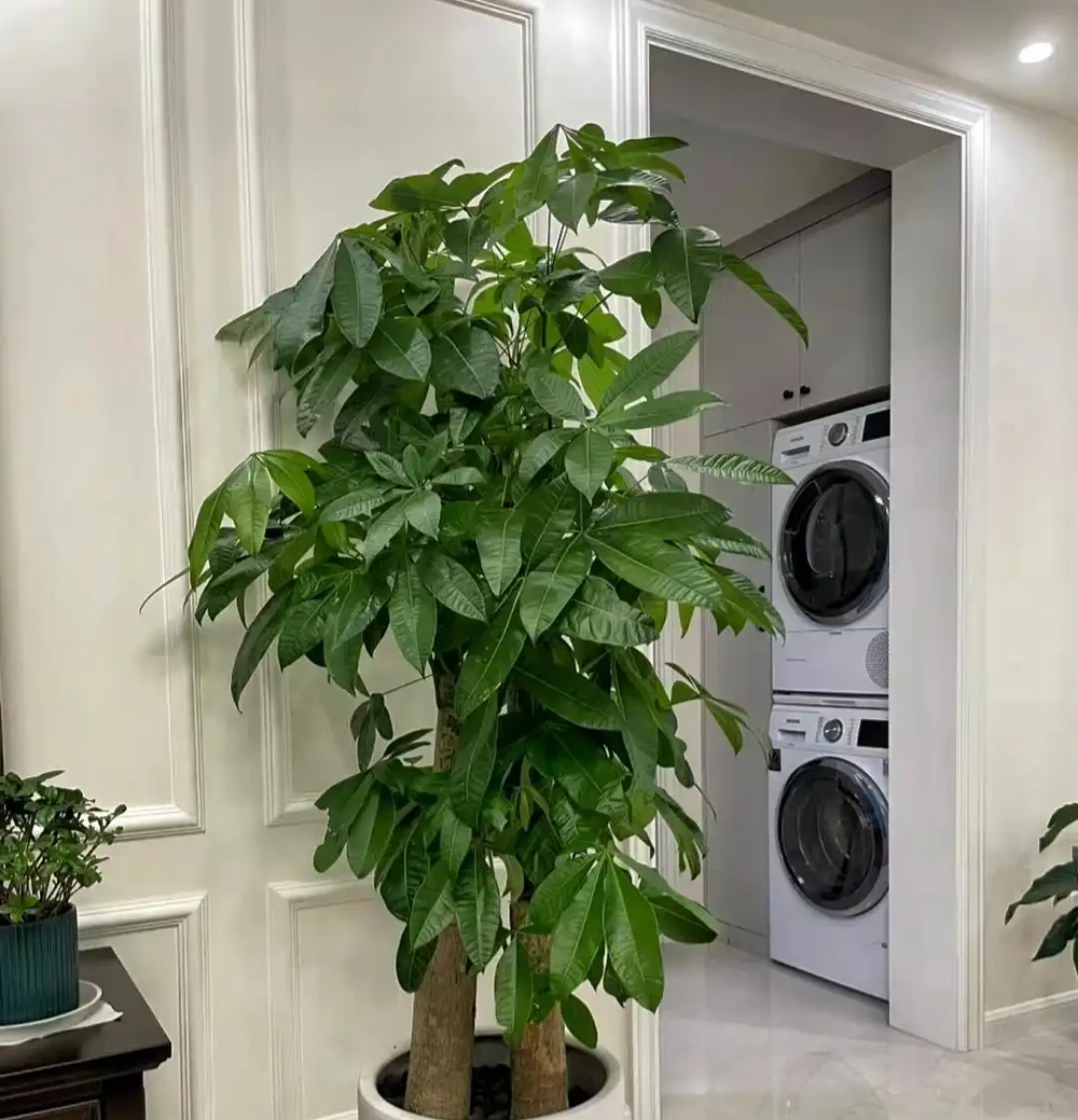 10種室內綠植被譽為「養護無憂」,好看又好養,客廳新寵