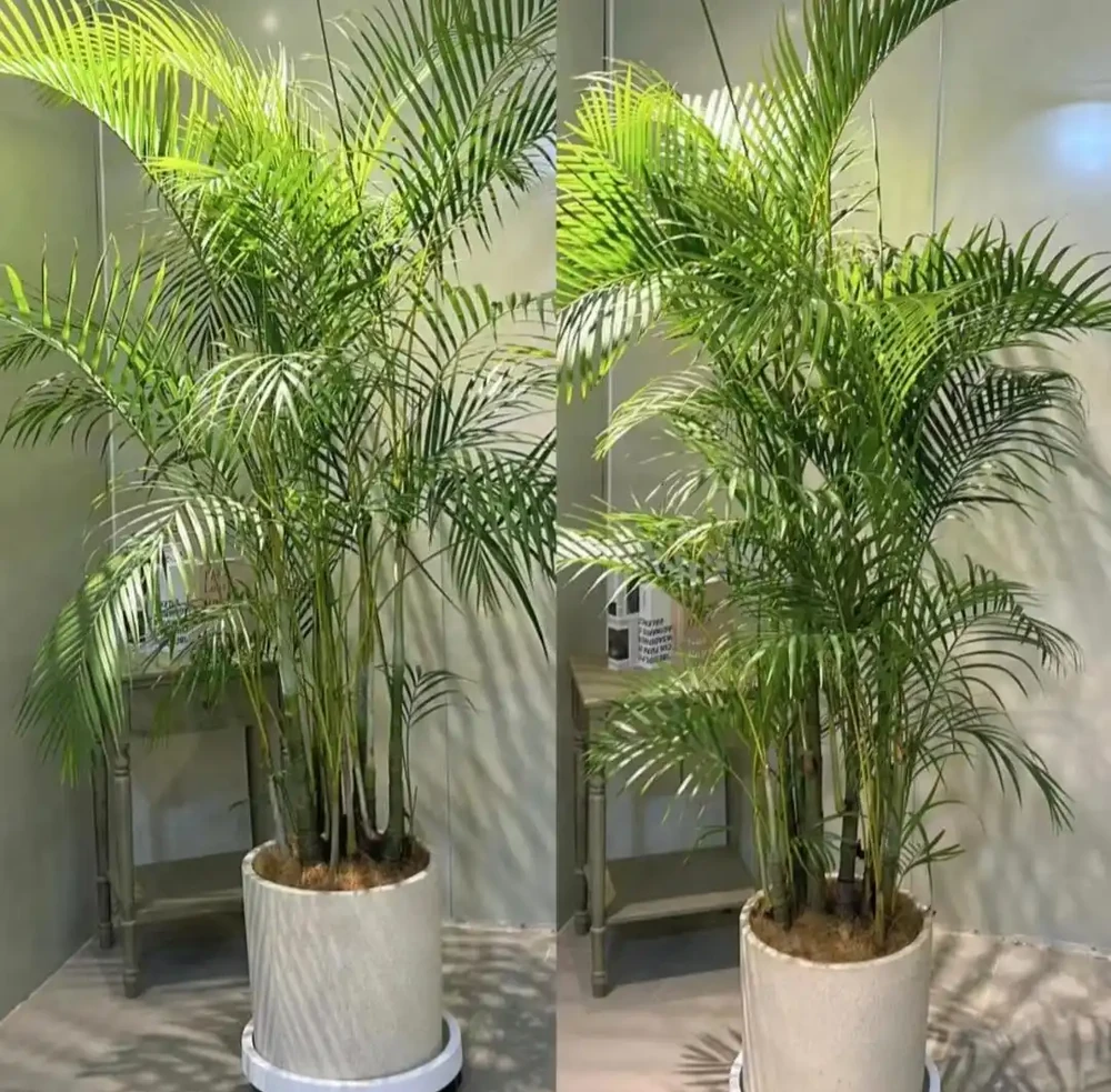 10種室內綠植被譽為「養護無憂」,好看又好養,客廳新寵