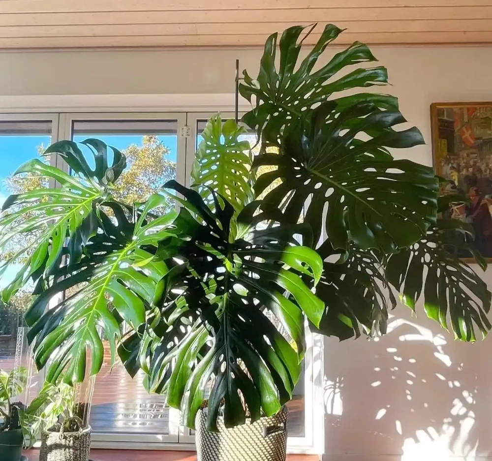 10種室內綠植被譽為「養護無憂」,好看又好養,客廳新寵
