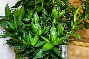 10種室內綠植被譽為「養護無憂」，好看又好養，客廳新寵