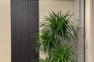 養了10年龍血樹，我才明白：少澆水、多曬太陽，才能讓它多長新葉
