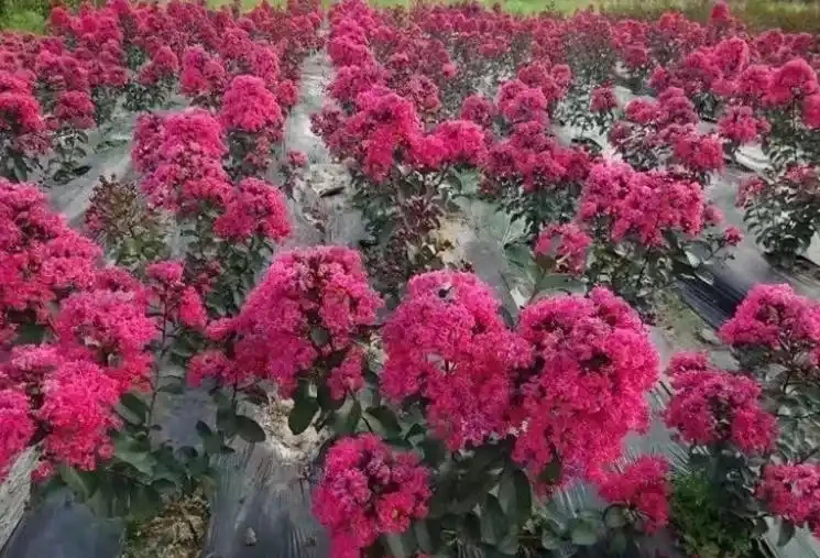 百日紅