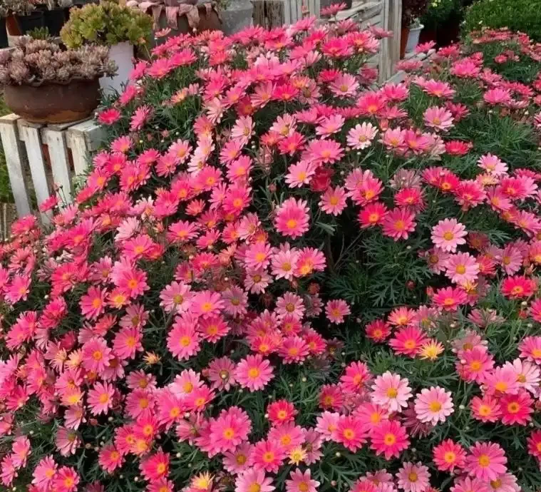 木春菊