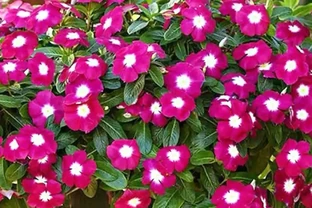8種花量大、開花期長的花卉，堪稱「開花機器」，適合陽臺種植！