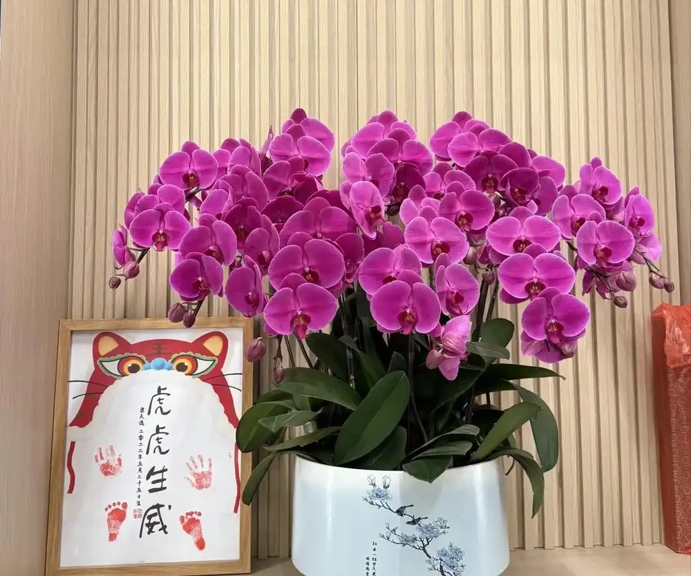 春天養蝴蝶蘭,牢記「5句口訣」,新葉多,開花「不再愁」
