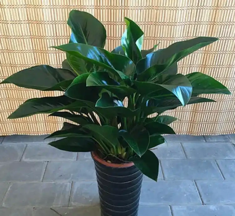養金鑽的十大壞處