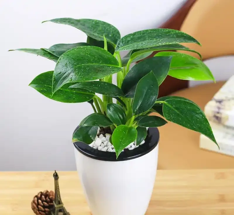 養金鑽的十大壞處