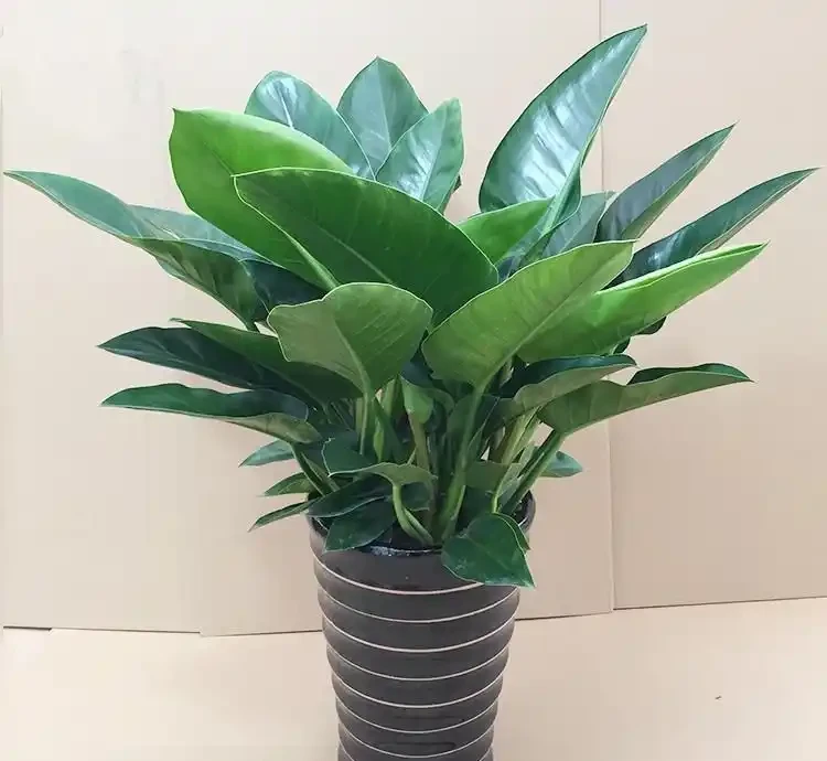養金鑽的十大壞處