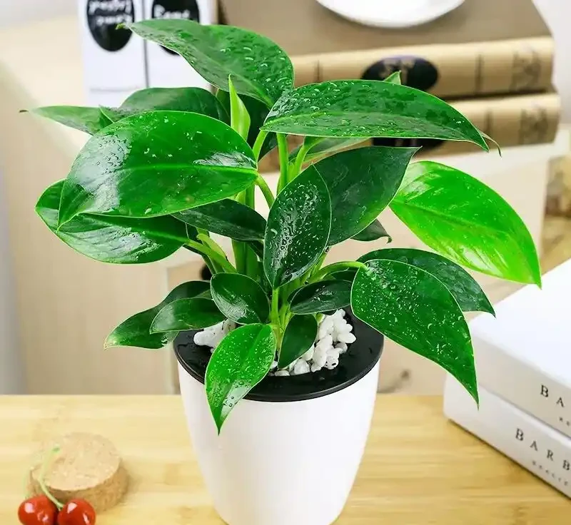 養金鑽的十大壞處