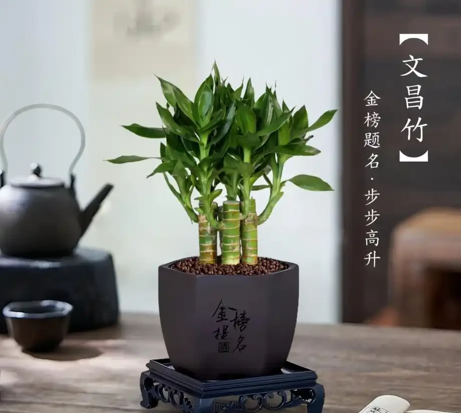 萬年竹
