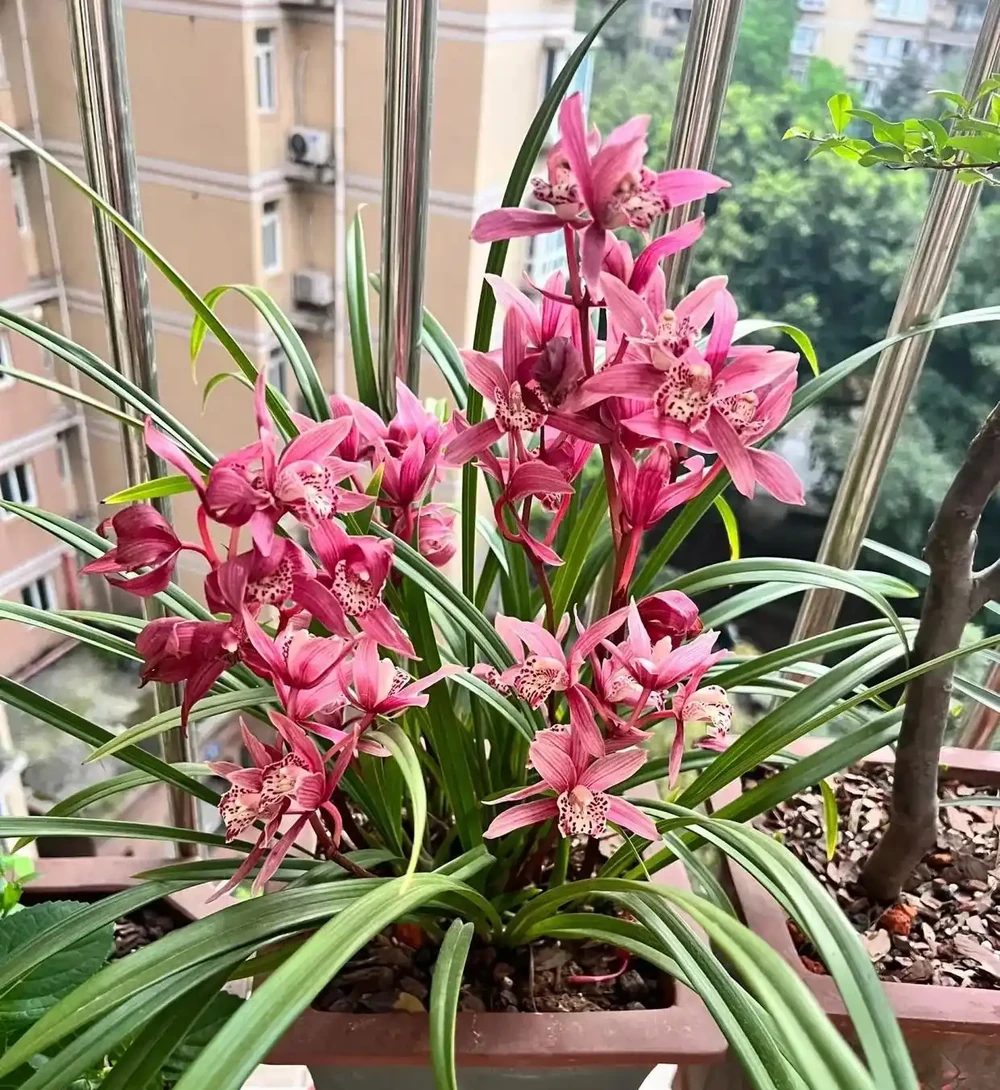 養花30年,發現它才是「催花王」,春天盆裡撒一把,啥花都愛開