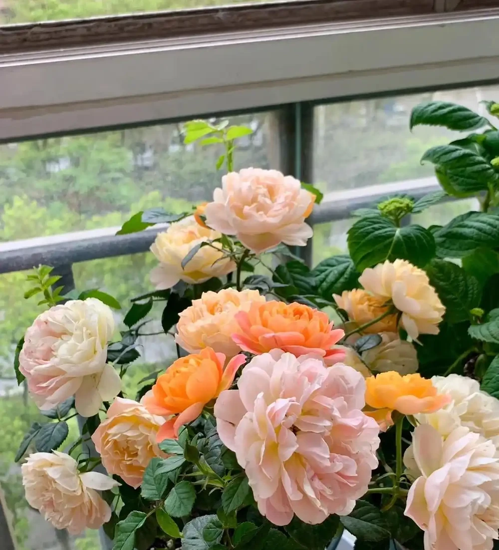 養花30年,發現它才是「催花王」,春天盆裡撒一把,啥花都愛開