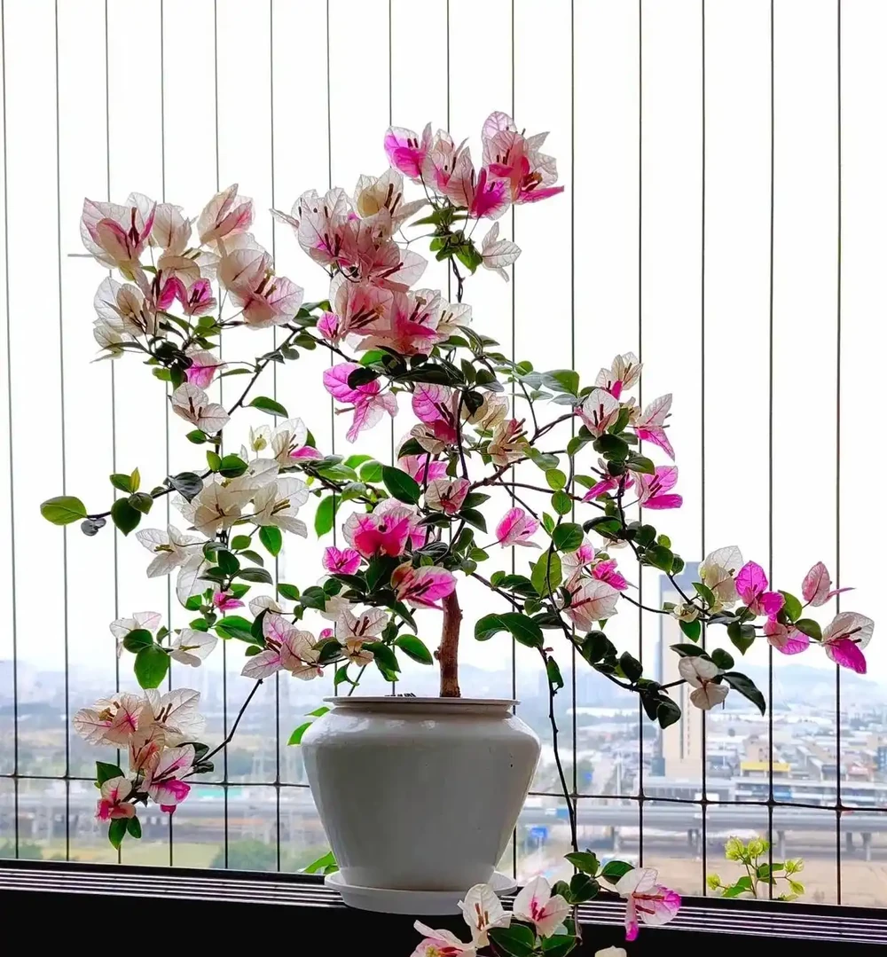 養花30年,發現它才是「催花王」,春天盆裡撒一把,啥花都愛開