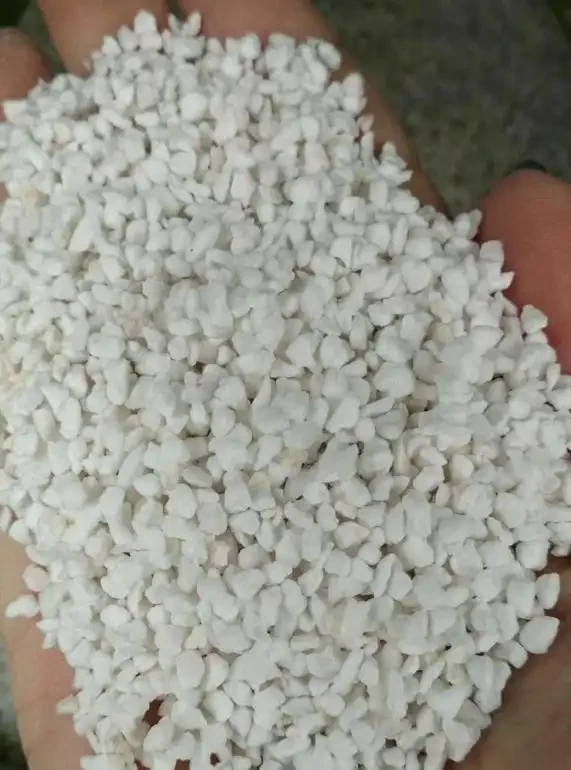 家庭養護仙人掌球指南:打造沙漠精靈的綠意港灣