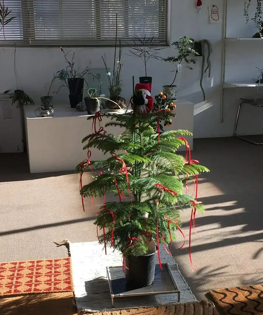 光照需求