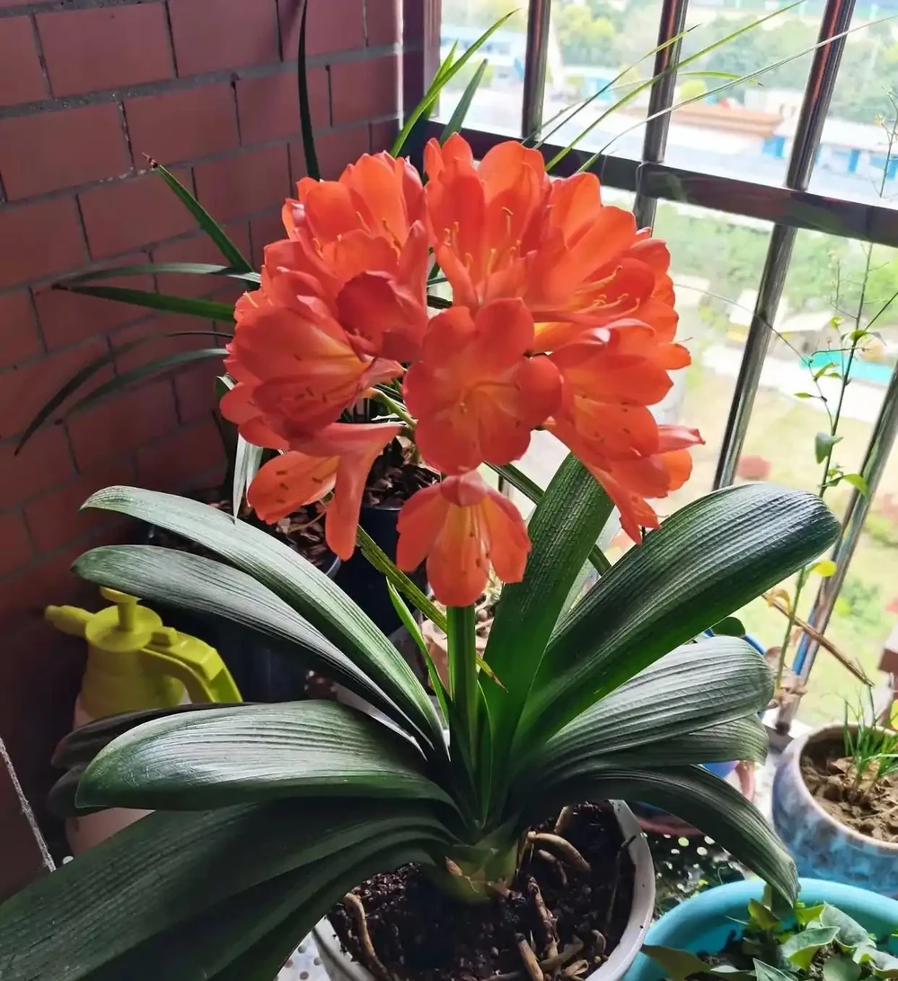 養花30年,發現它才是「催花王」,春天盆裡撒一把,啥花都愛開