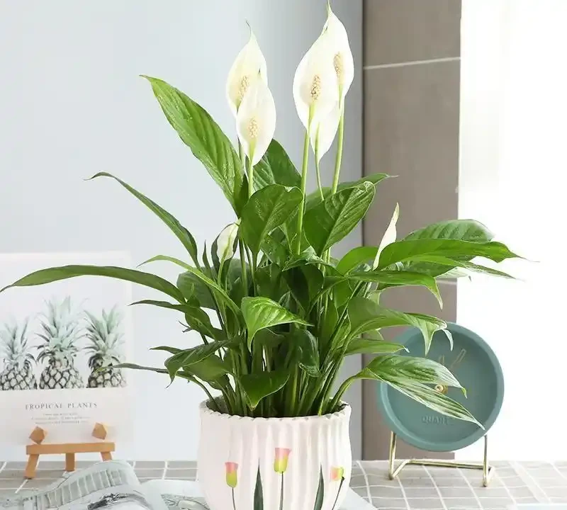 白鶴芋