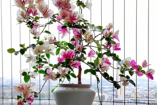 養花30年，發現它才是「催花王」，春天盆裡撒一把，啥花都愛開