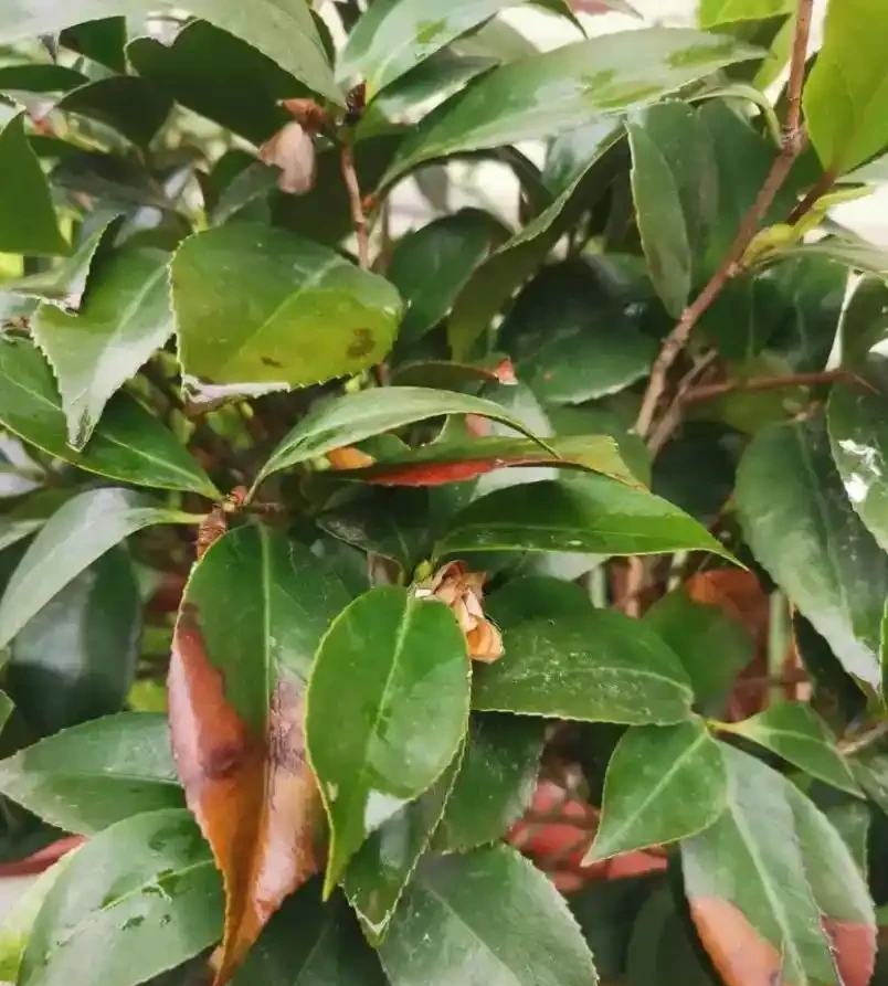 讓茶花在家中盛放的養護秘籍——從葉片油亮到花滿枝頭的全程指南