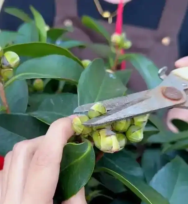 讓茶花在家中盛放的養護秘籍——從葉片油亮到花滿枝頭的全程指南