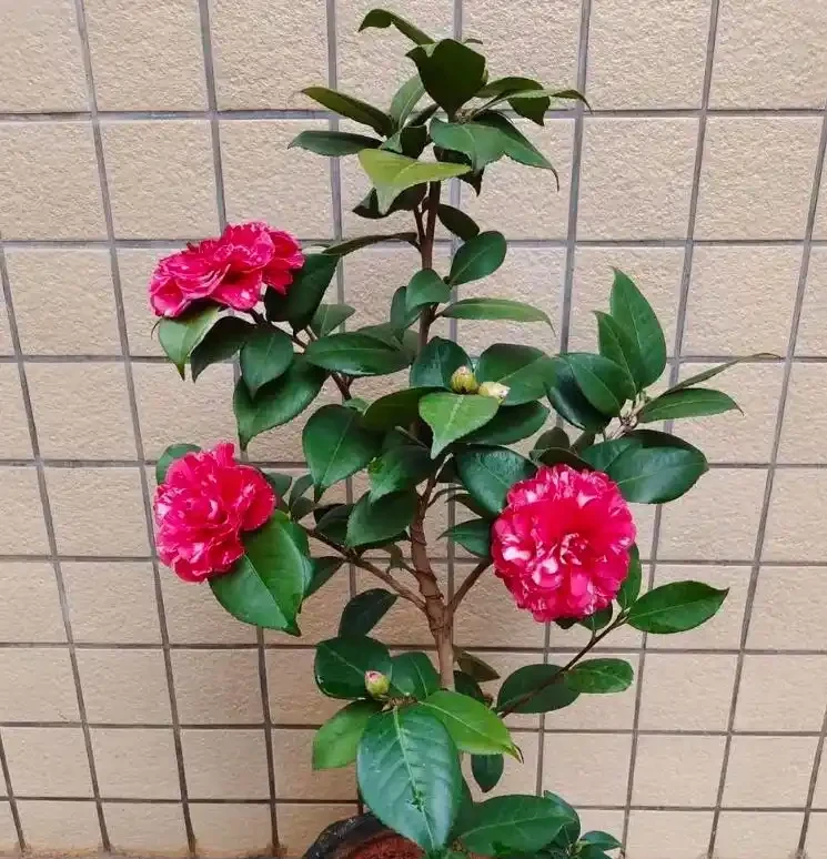 讓茶花在家中盛放的養護秘籍——從葉片油亮到花滿枝頭的全程指南