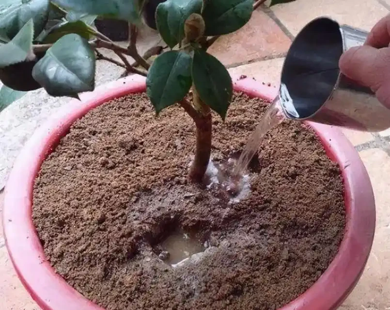 讓茶花在家中盛放的養護秘籍——從葉片油亮到花滿枝頭的全程指南
