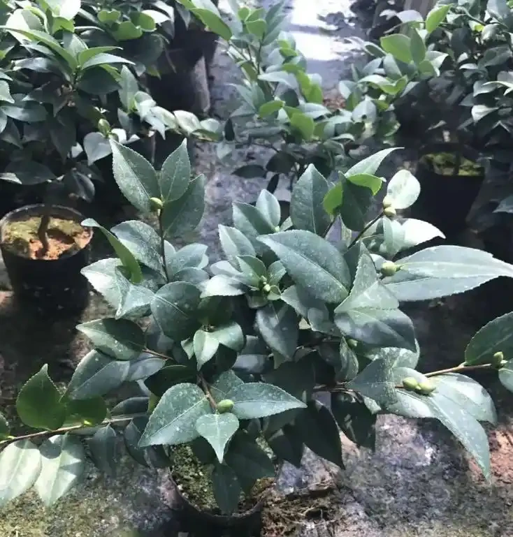 讓茶花在家中盛放的養護秘籍——從葉片油亮到花滿枝頭的全程指南