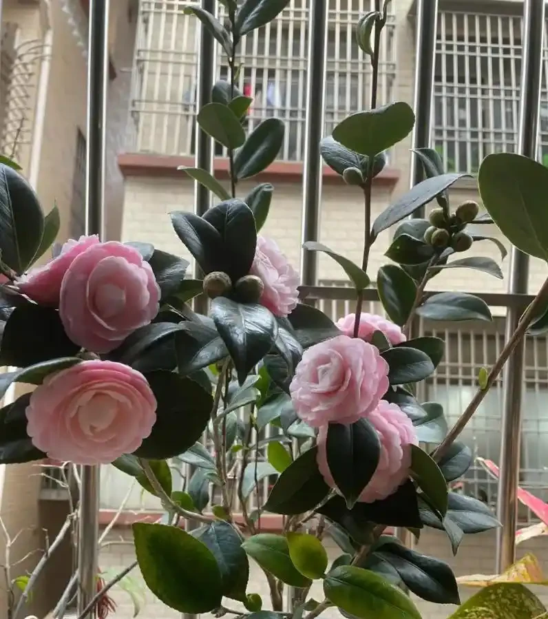 讓茶花在家中盛放的養護秘籍——從葉片油亮到花滿枝頭的全程指南