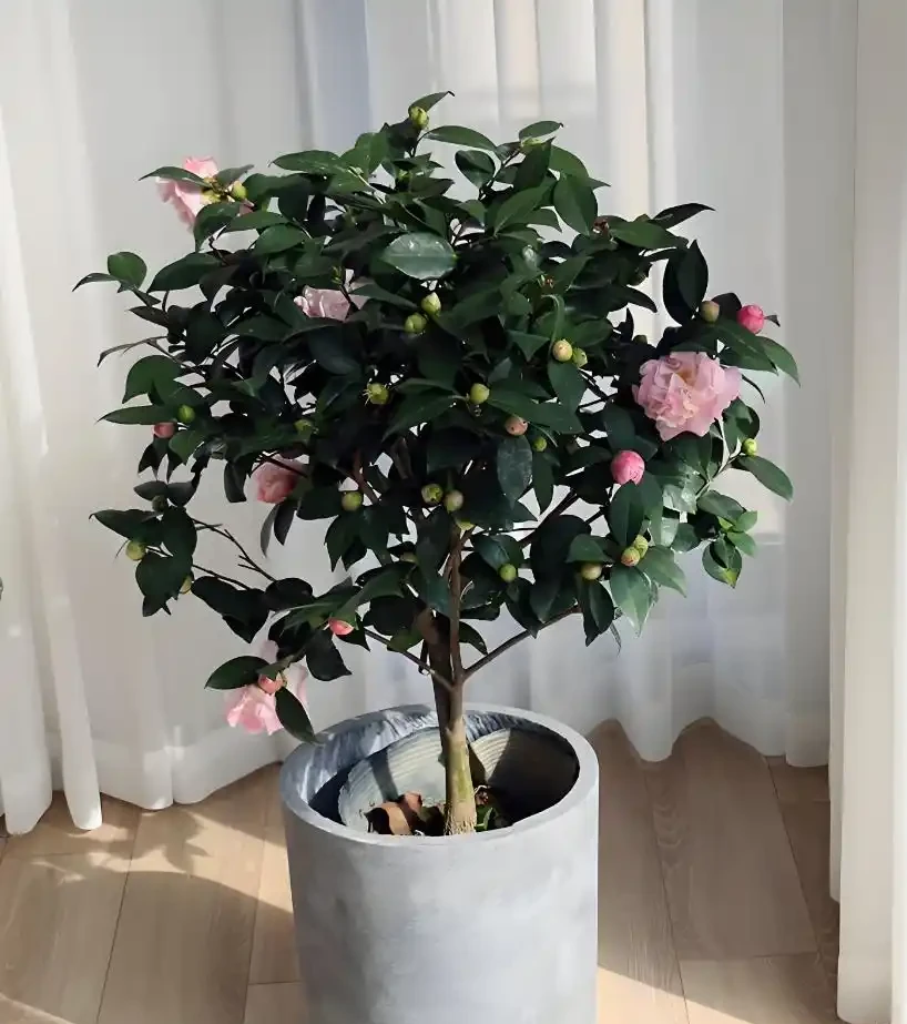 讓茶花在家中盛放的養護秘籍——從葉片油亮到花滿枝頭的全程指南