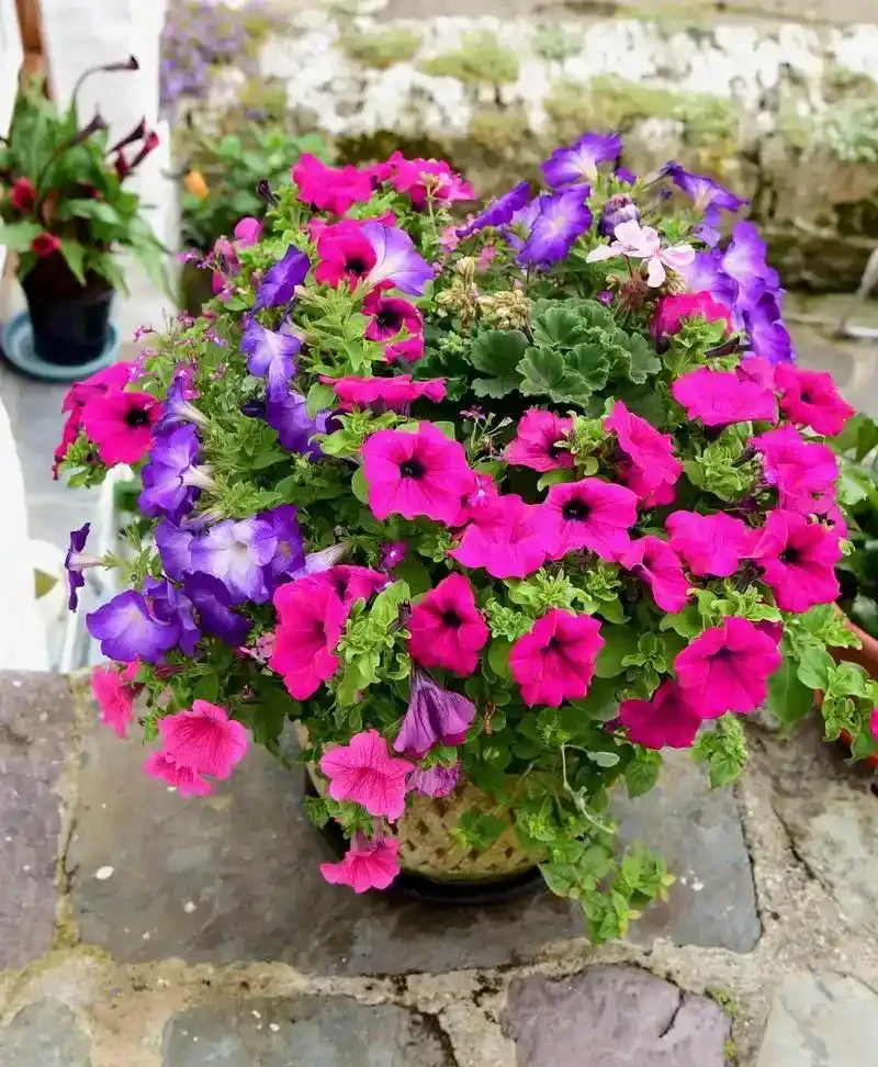 春天必養的5款花,又便宜又好看