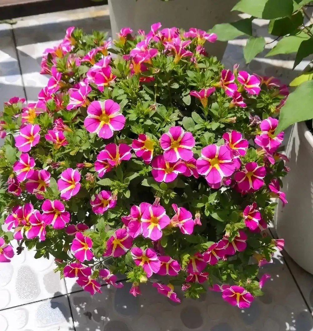 春天必養的5款花,又便宜又好看