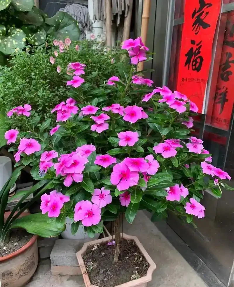 春天必養的5款花,又便宜又好看