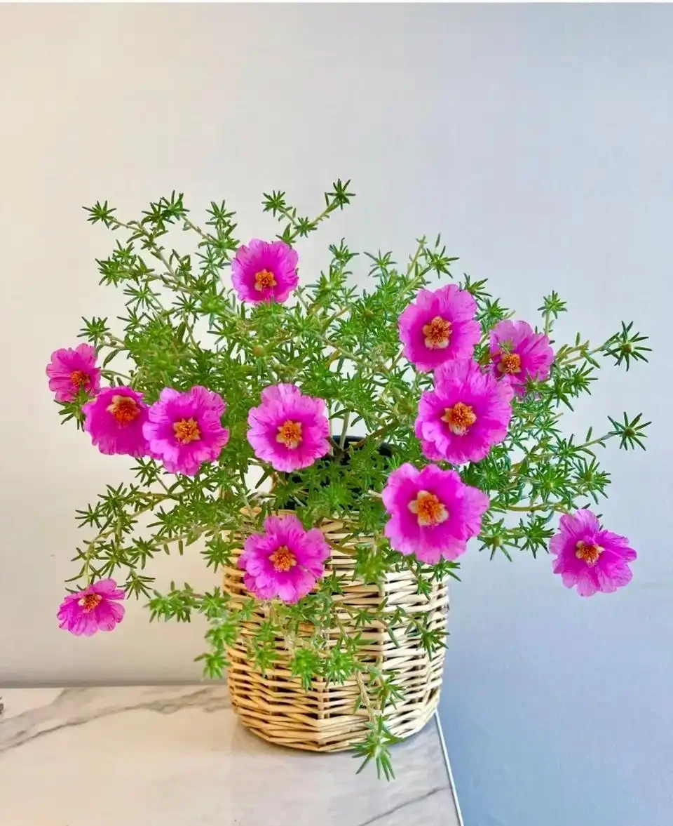 春天必養的5款花,又便宜又好看