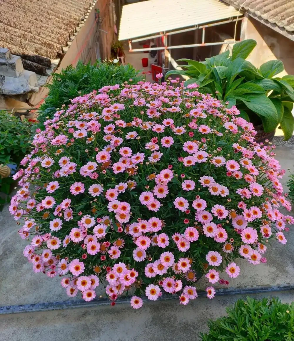 春天必養的5款花,又便宜又好看