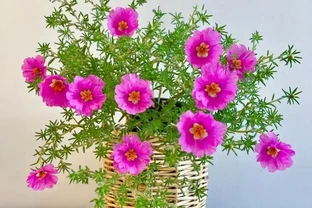 春天必養的5款花，又便宜又好看