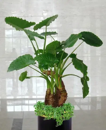 海芋和海芋的區別:別再傻傻分不清啦!